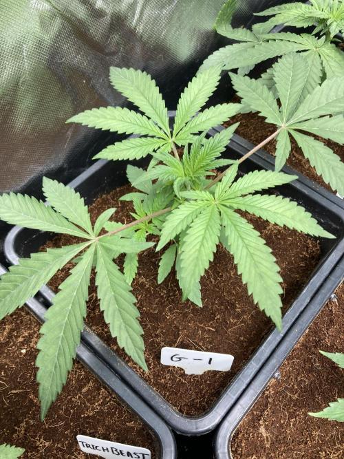 Gastini (LIT Farms). Week 4