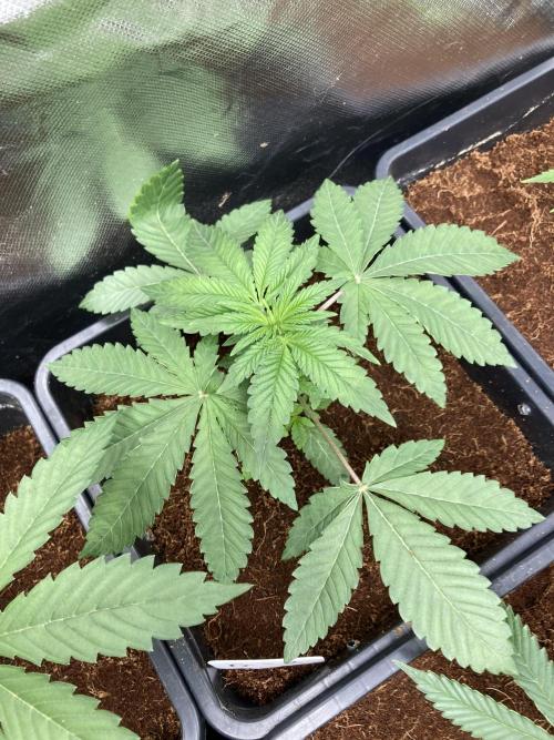 Gastini (LIT Farms). Week 4