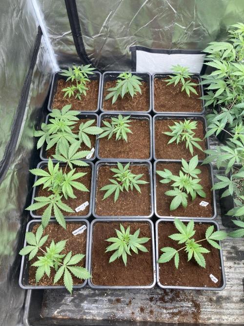 Gastini (LIT Farms). Week 4