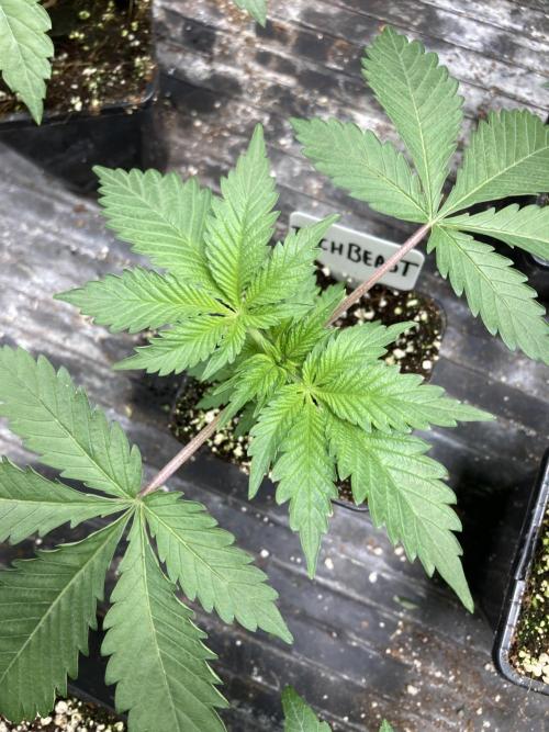 Trich Beast (Solfire Gardens). Week 4