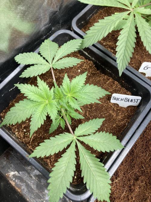 Trich Beast (Solfire Gardens). Week 4