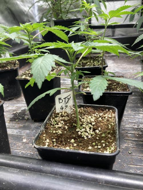 BTY47 x Manna Mountain (ttowncultivator). Week 3