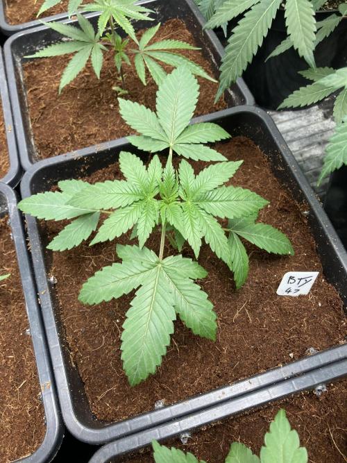 BTY47 x Manna Mountain (ttowncultivator). Week 3