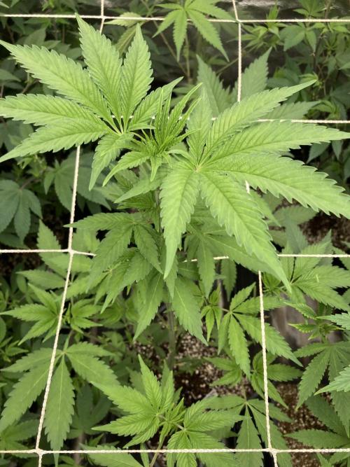 Gas Cream Runtz (LIT FARMS). Week 7