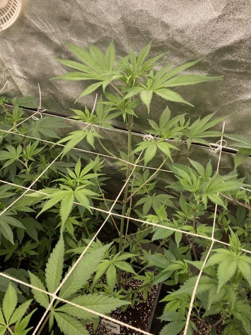 Platinum IX (In House Genetics). Week 7