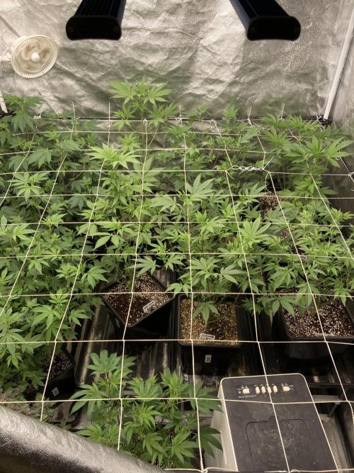 All Starz (LIT FARMS). Week 7