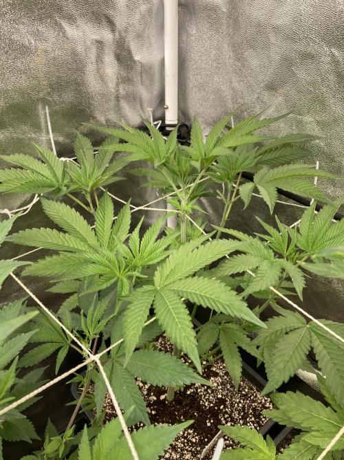 All Starz (LIT FARMS). Week 7