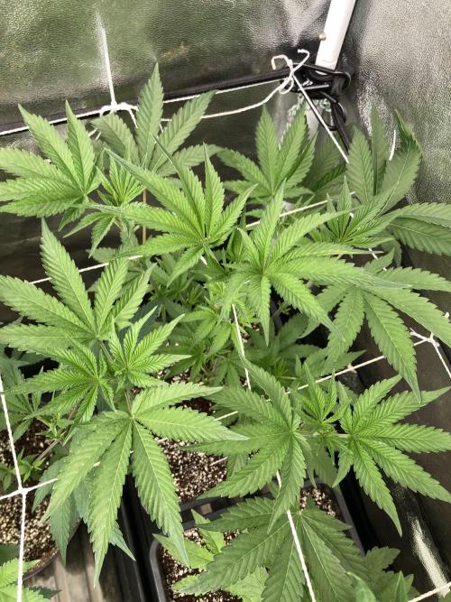 All Starz (LIT FARMS). Week 7