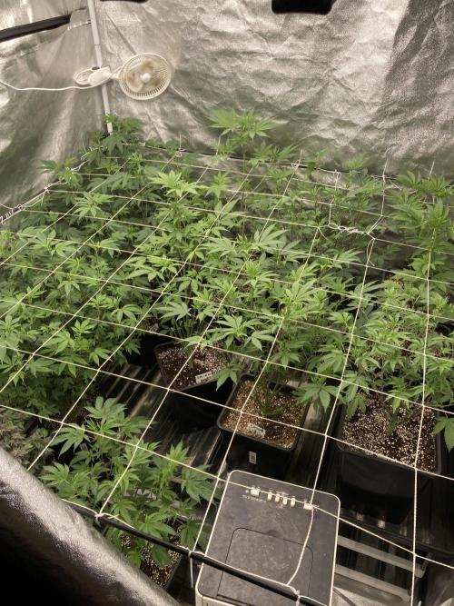 Chrome Dome (Compound Genetics). Week 7