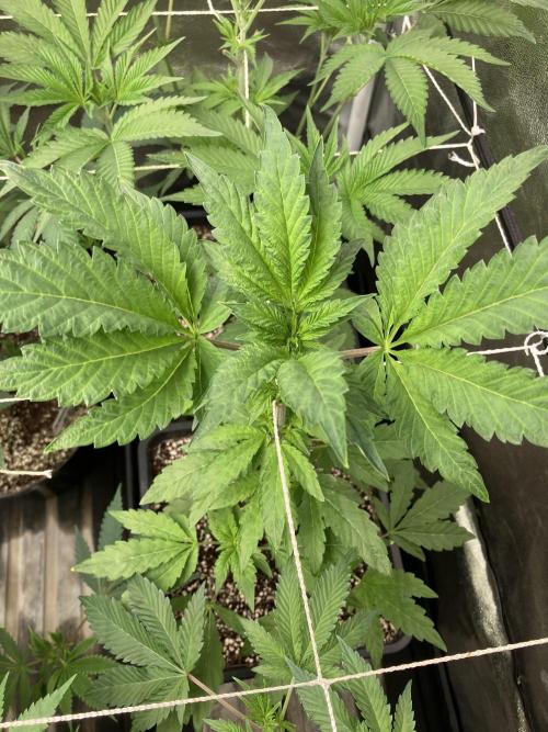 Chrome Dome (Compound Genetics). Week 7