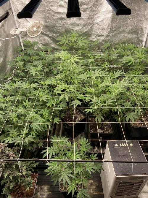 Rainbow Gelato Clones (Wizard Trees). Week 2