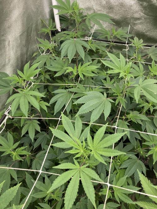 Rainbow Gelato Clones (Wizard Trees). Week 2