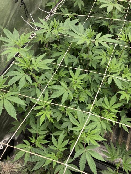 Rainbow Gelato Clones (Wizard Trees). Week 2