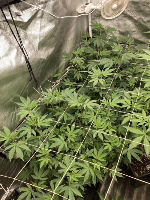 Rainbow Gelato Clones (Wizard Trees). Week 2