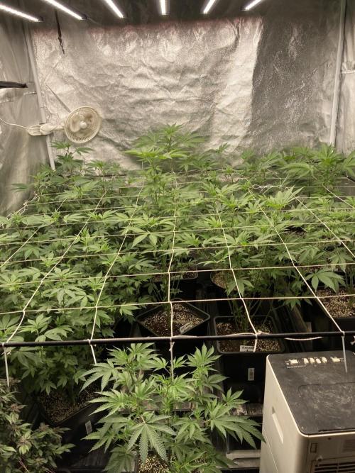 Rainbow Gelato Clones (Wizard Trees). Week 2