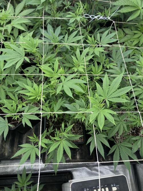 PLATINUMZ#2&3 Clones (In House Genetics). Week 2