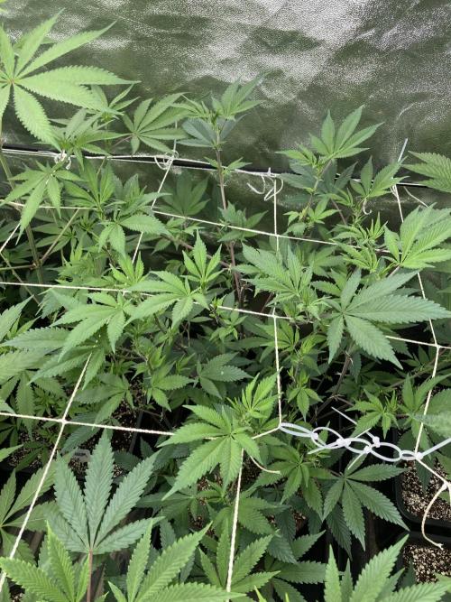 PLATINUMZ#2&3 Clones (In House Genetics). Week 2