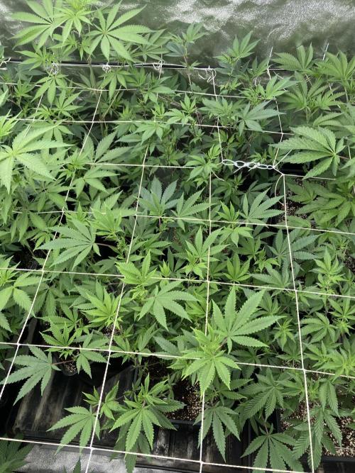 PLATINUMZ#2&3 Clones (In House Genetics). Week 2