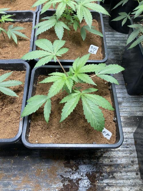 FrozayPie x MannaMountain (ttcultivator). Week 3