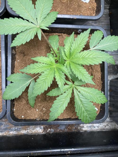 FrozayPie x MannaMountain (ttcultivator). Week 3