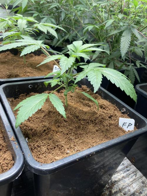 FrozayPie x MannaMountain (ttcultivator). Week 3