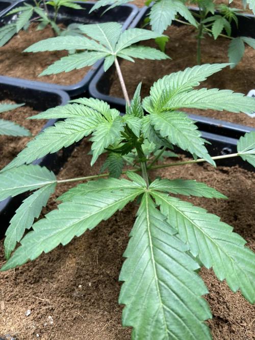 FrozayPie x MannaMountain (ttcultivator). Week 3