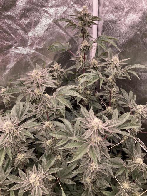 Animorph Mints ‘My Keeper Cut’. Week 7
