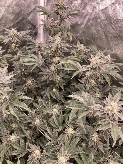 Animorph Mints ‘My Keeper Cut’. Week 7