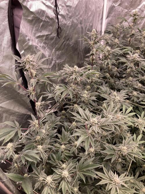 Animorph Mints ‘My Keeper Cut’. Week 7