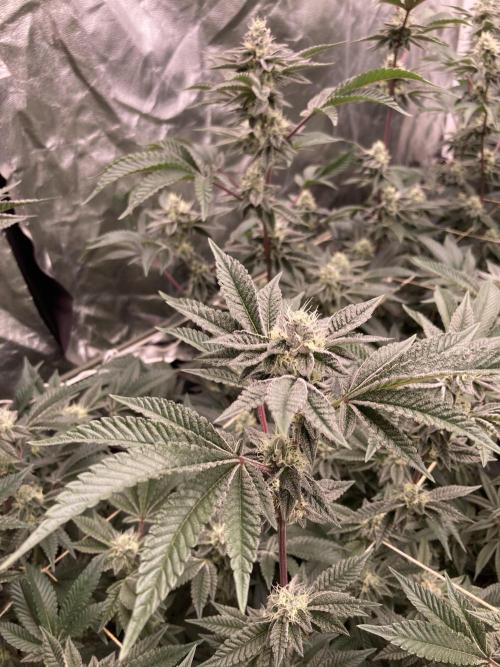 Animorph Mints ‘My Keeper Cut’. Week 7