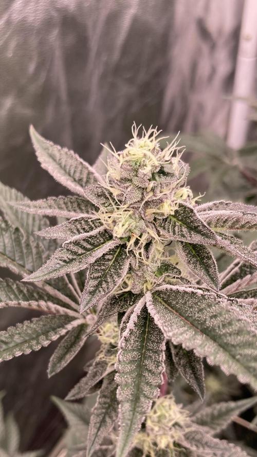 Animorph Mints ‘My Keeper Cut’. Week 7