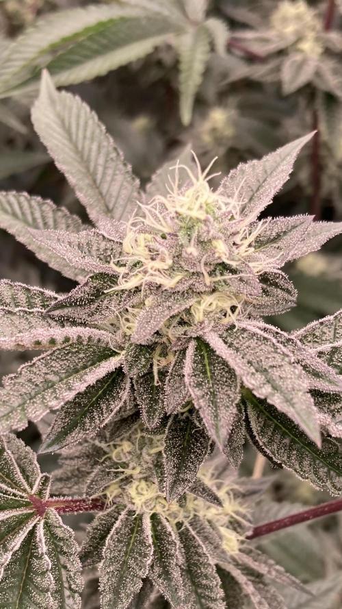 Animorph Mints ‘My Keeper Cut’. Week 7