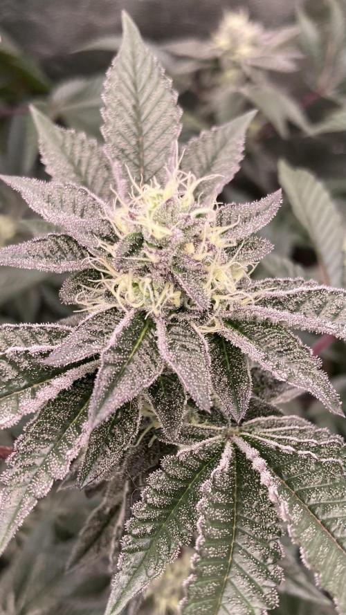 Animorph Mints ‘My Keeper Cut’. Week 7