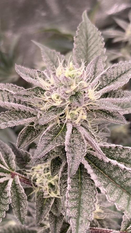 Animorph Mints ‘My Keeper Cut’. Week 7