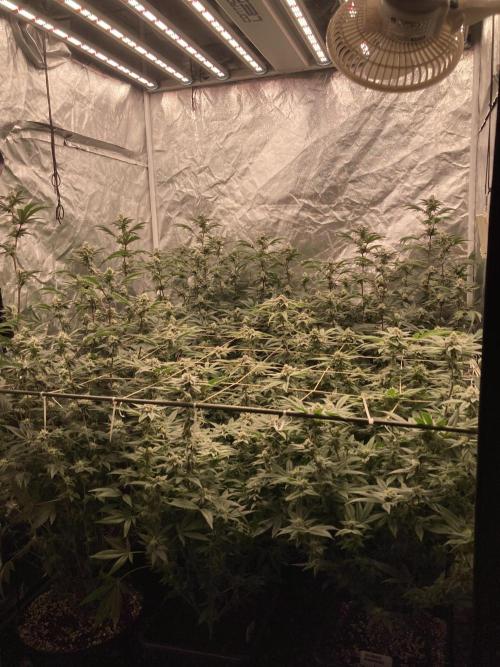 Animorph Mints ‘My Keeper Cut’. Week 7