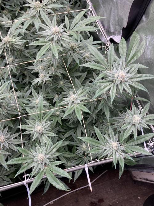 Glazed Pastries Clones (In House Gen). Week 7