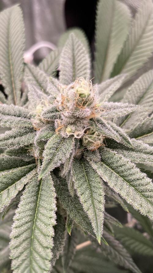 Glazed Pastries Clones (In House Gen). Week 7