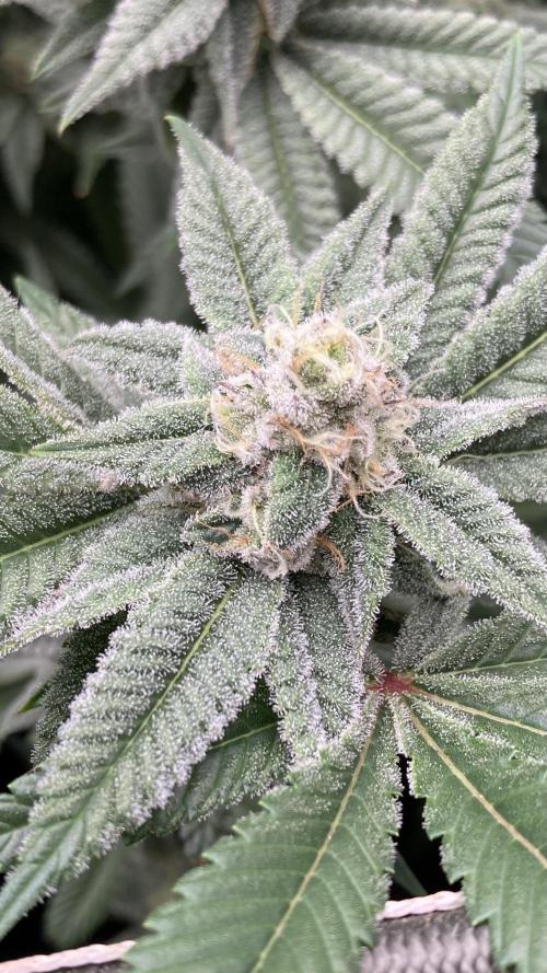 Glazed Pastries Clones (In House Gen). Week 7