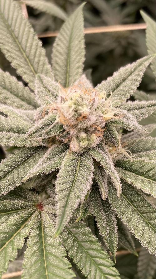 Glazed Pastries Clones (In House Gen). Week 7