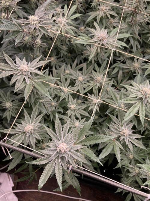 Glazed Pastries Clones (In House Gen). Week 7