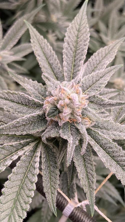 Glazed Pastries Clones (In House Gen). Week 7