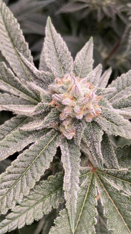 Glazed Pastries Clones (In House Gen). Week 7