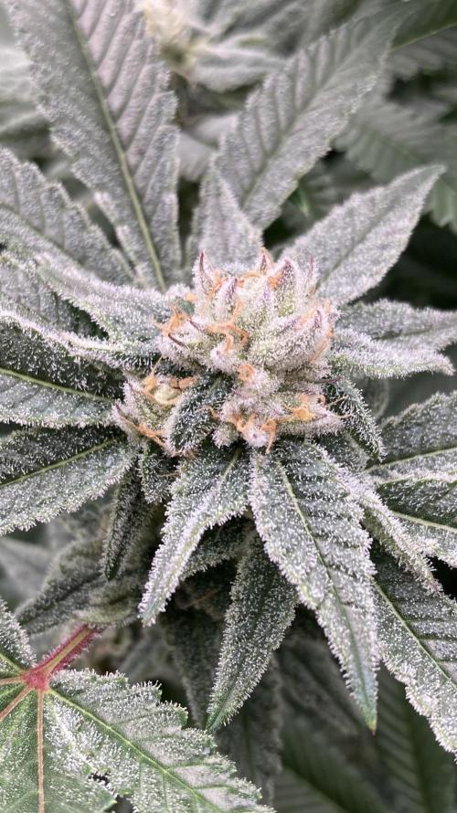 Glazed Pastries Clones (In House Gen). Week 7