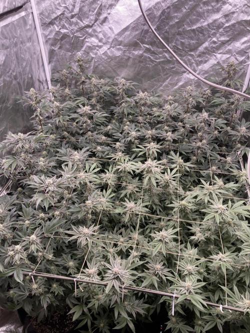 Pink Runtz x Hollywood Clones (Cookies). Week 7