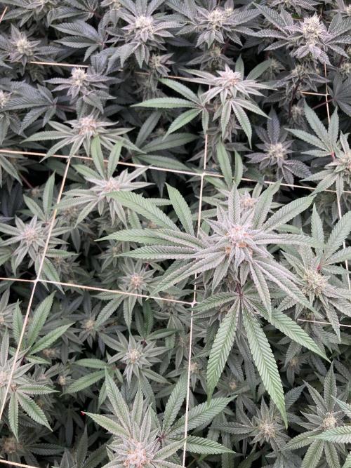 Pink Runtz x Hollywood Clones (Cookies). Week 7