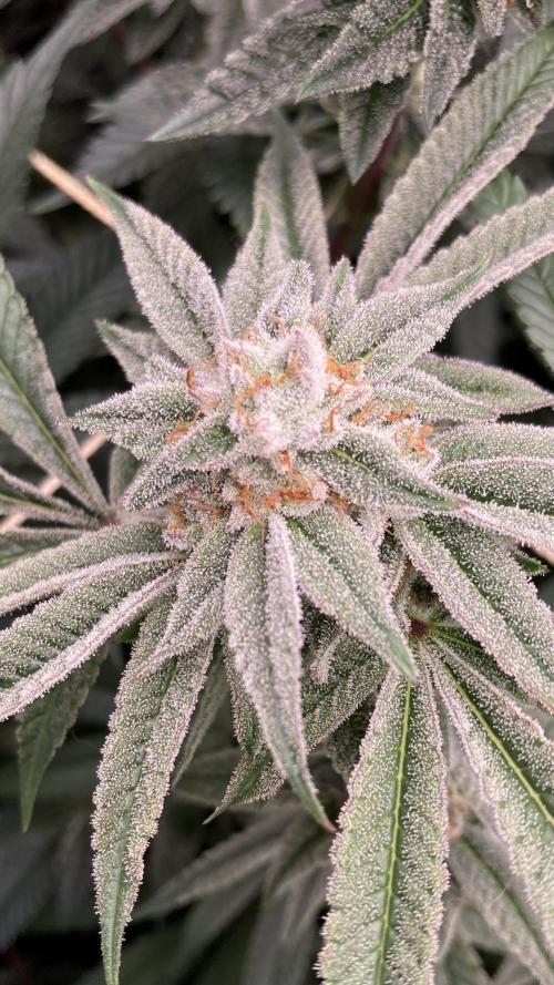 Pink Runtz x Hollywood Clones (Cookies). Week 7