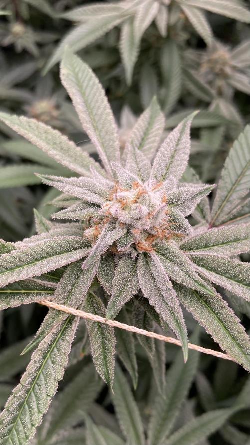 Pink Runtz x Hollywood Clones (Cookies). Week 7