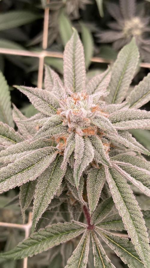 Pink Runtz x Hollywood Clones (Cookies). Week 7