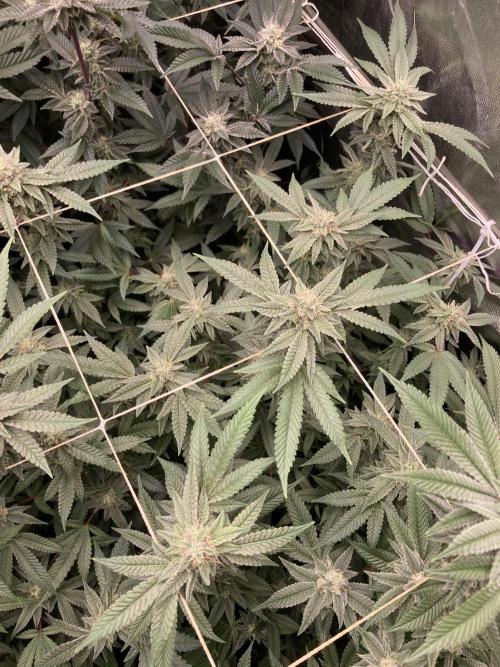 Pink Runtz x Hollywood Clones (Cookies). Week 7