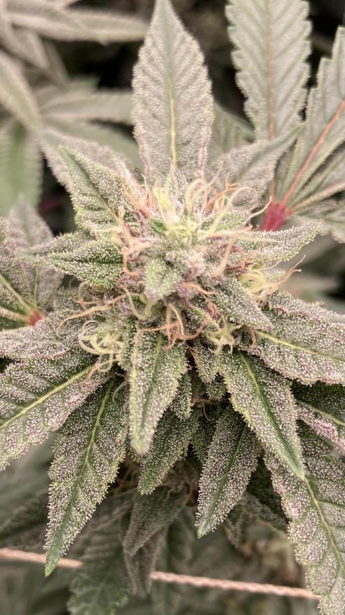 Pink Runtz x Hollywood Clones (Cookies). Week 7